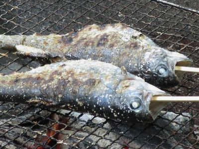 静岡県 水産 海洋技術研究所 富士養鱒場 トピックス ニジマス 塩焼きが似合う夏 旬の魚こぼれ話 より