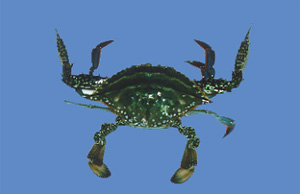 静岡県 水産 海洋技術研究所 水技研らいぶらりぃ 生物の名前を調べる 浜名湖の生物 甲殻類