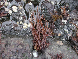 磯の生物：海藻